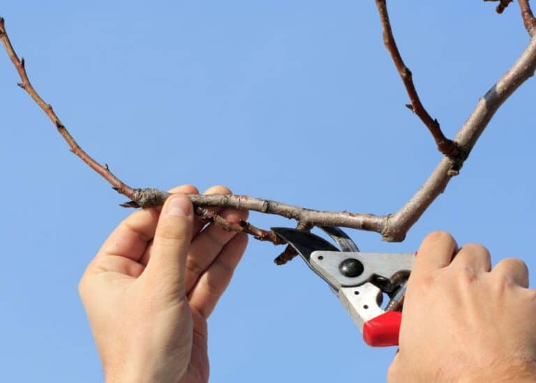 How to prune an apricot tree (1)