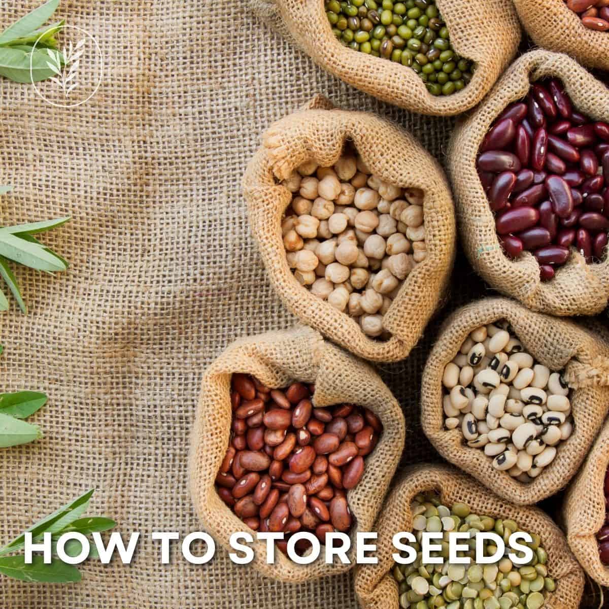 Wondering how to store seeds? Whether it's for next season or years down the road, store your seeds properly and they'll stay viable longer. Via @home4theharvest