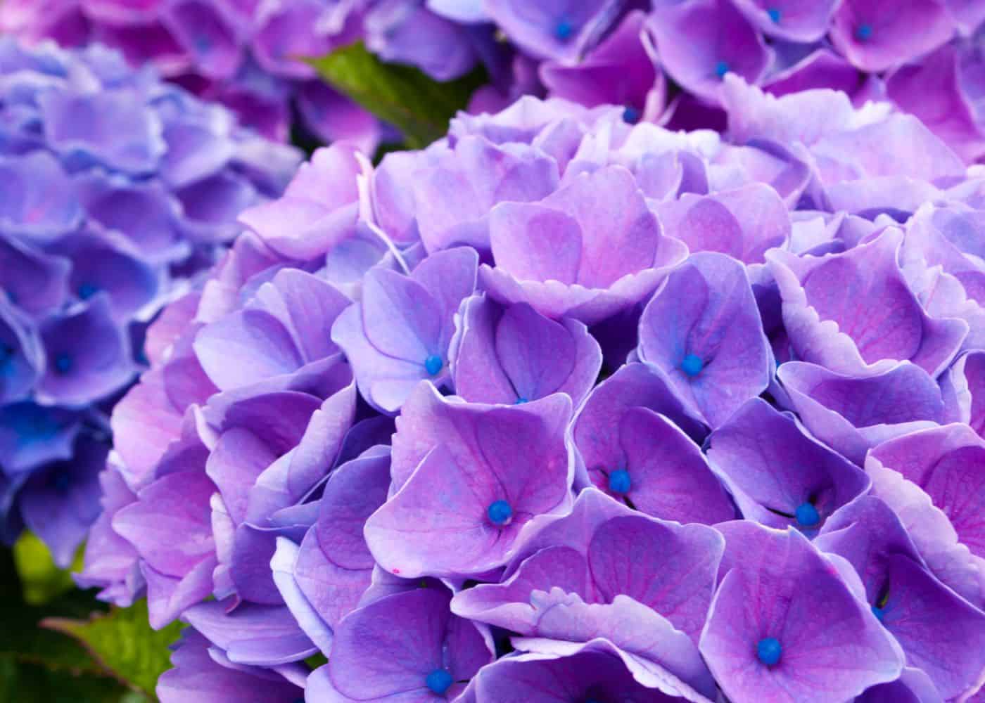 How to turn hydrangeas purple