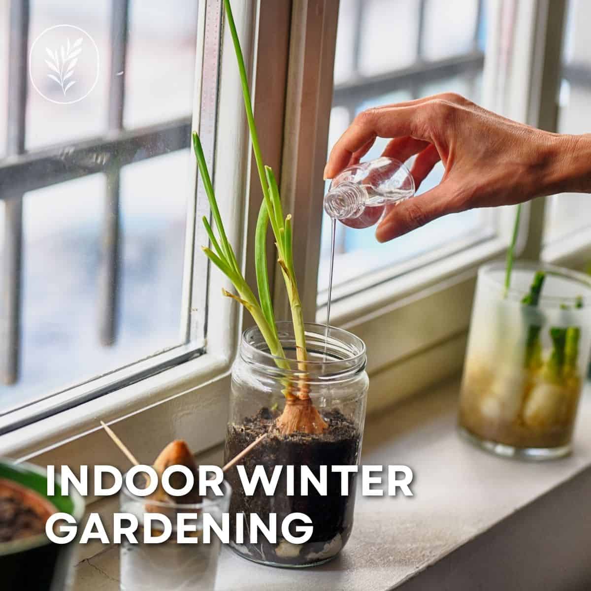 Indoor winter gardening via @home4theharvest