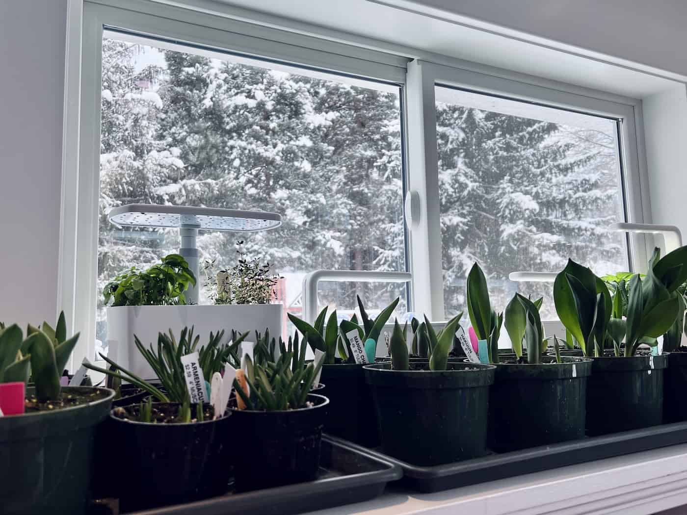 Indoor winter gardening