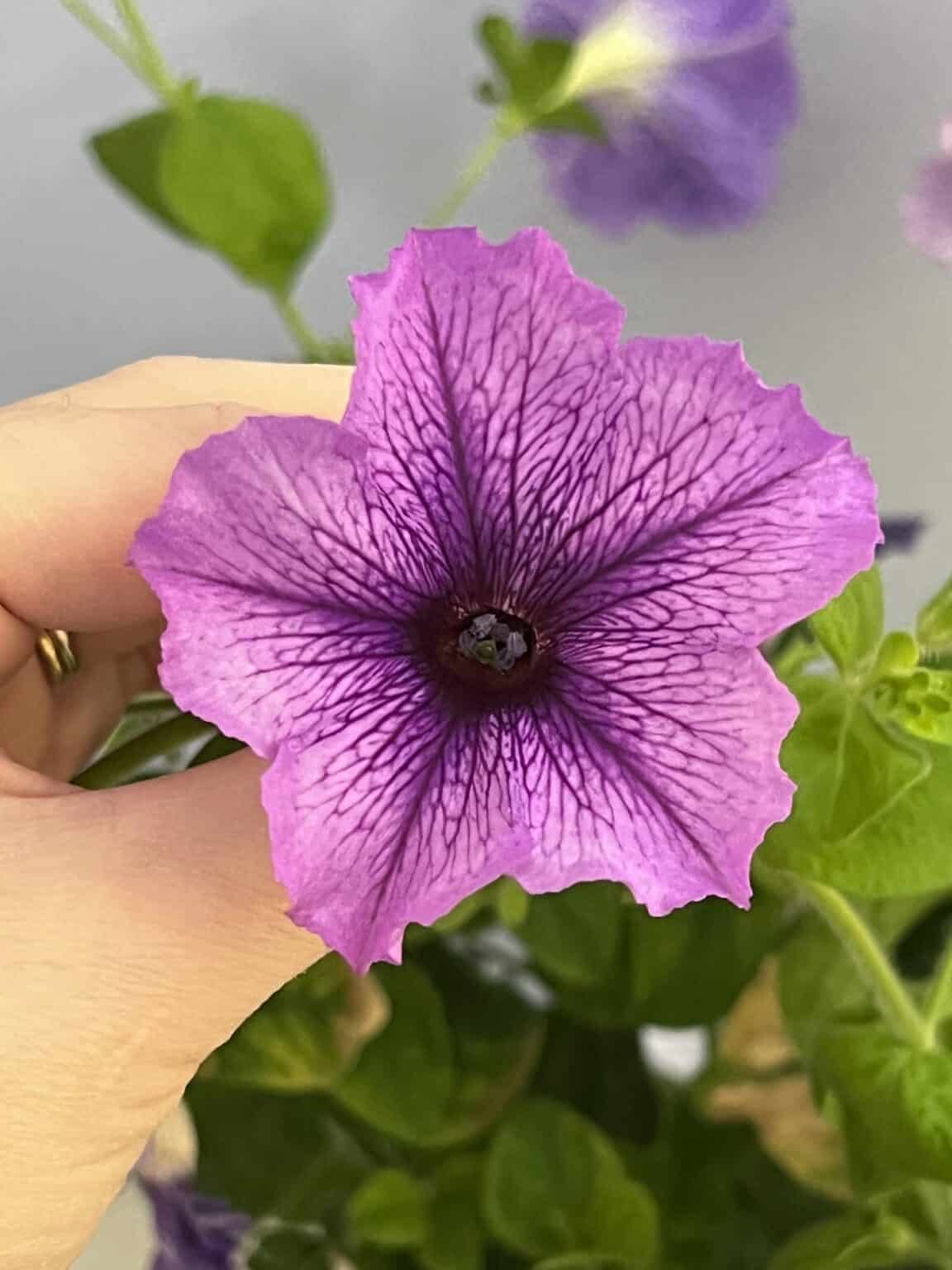 Click and Grow petunias 🌸 🌱 Simple steps to vibrant blooms indoors