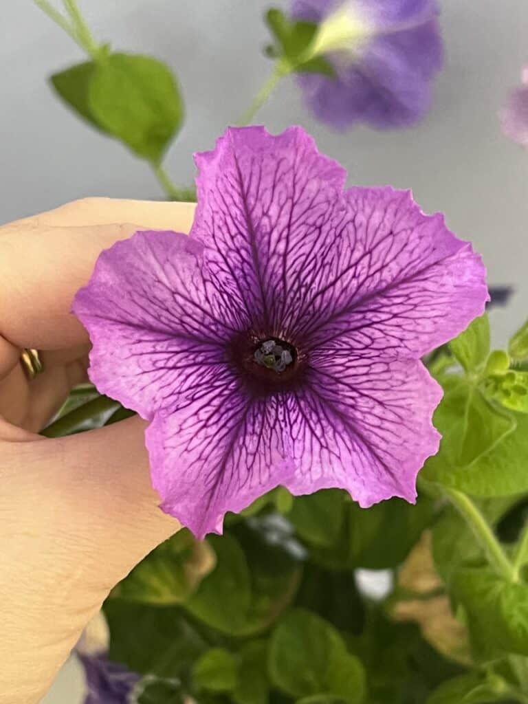Click and Grow petunias 🌸 🌱 Simple steps to vibrant blooms indoors