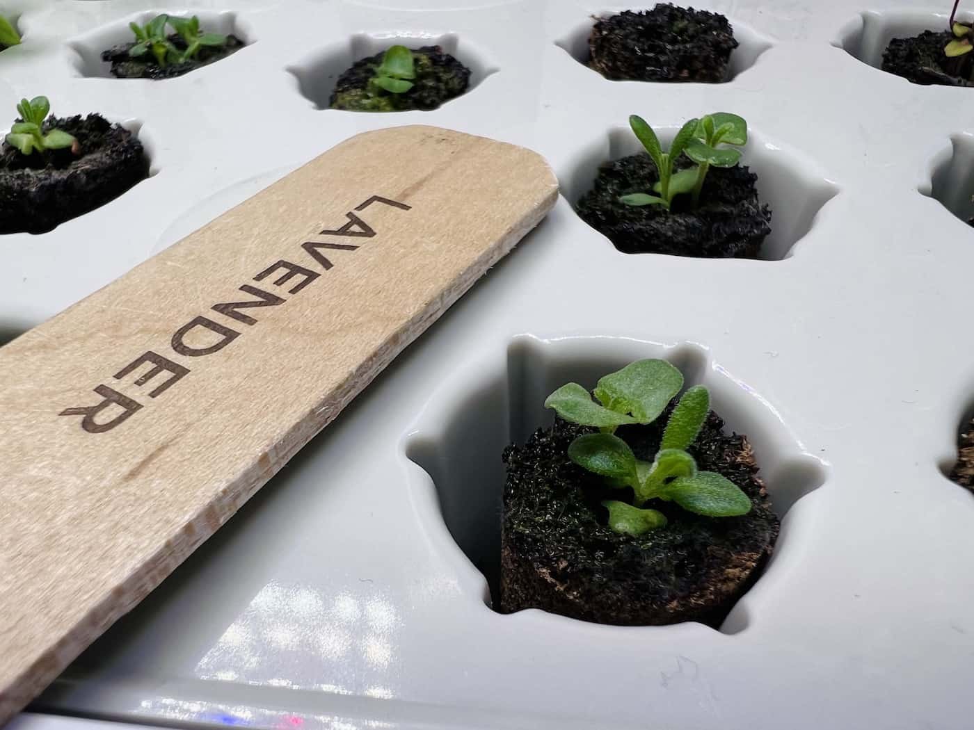 20 Flower seeds to plant in February 🌱 Kickstart your spring blooms!