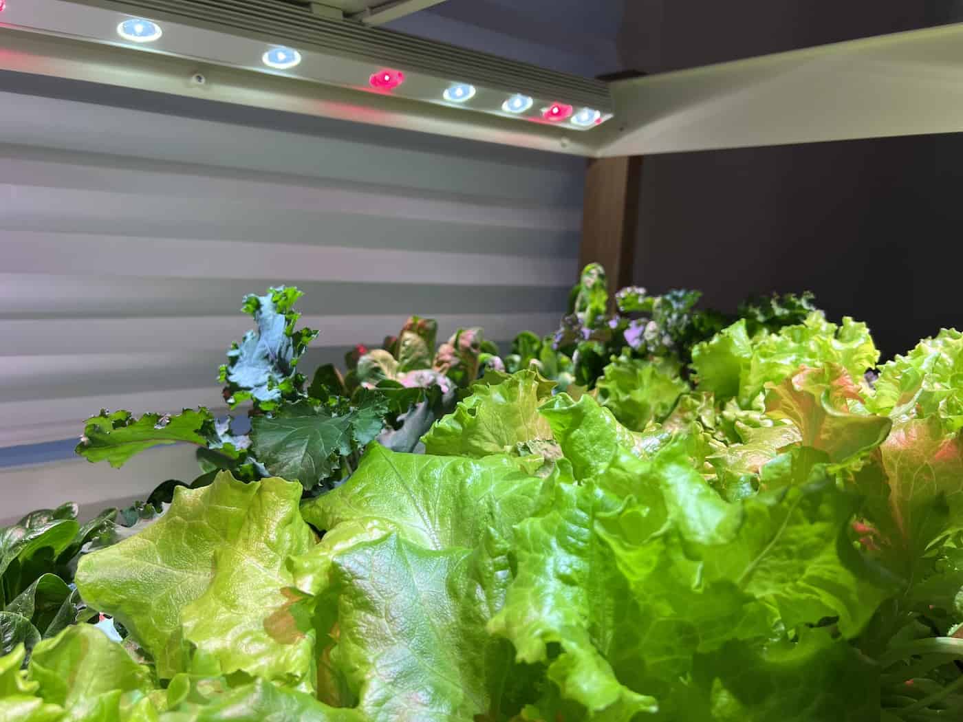 Lettuce growing indoors under grow lights