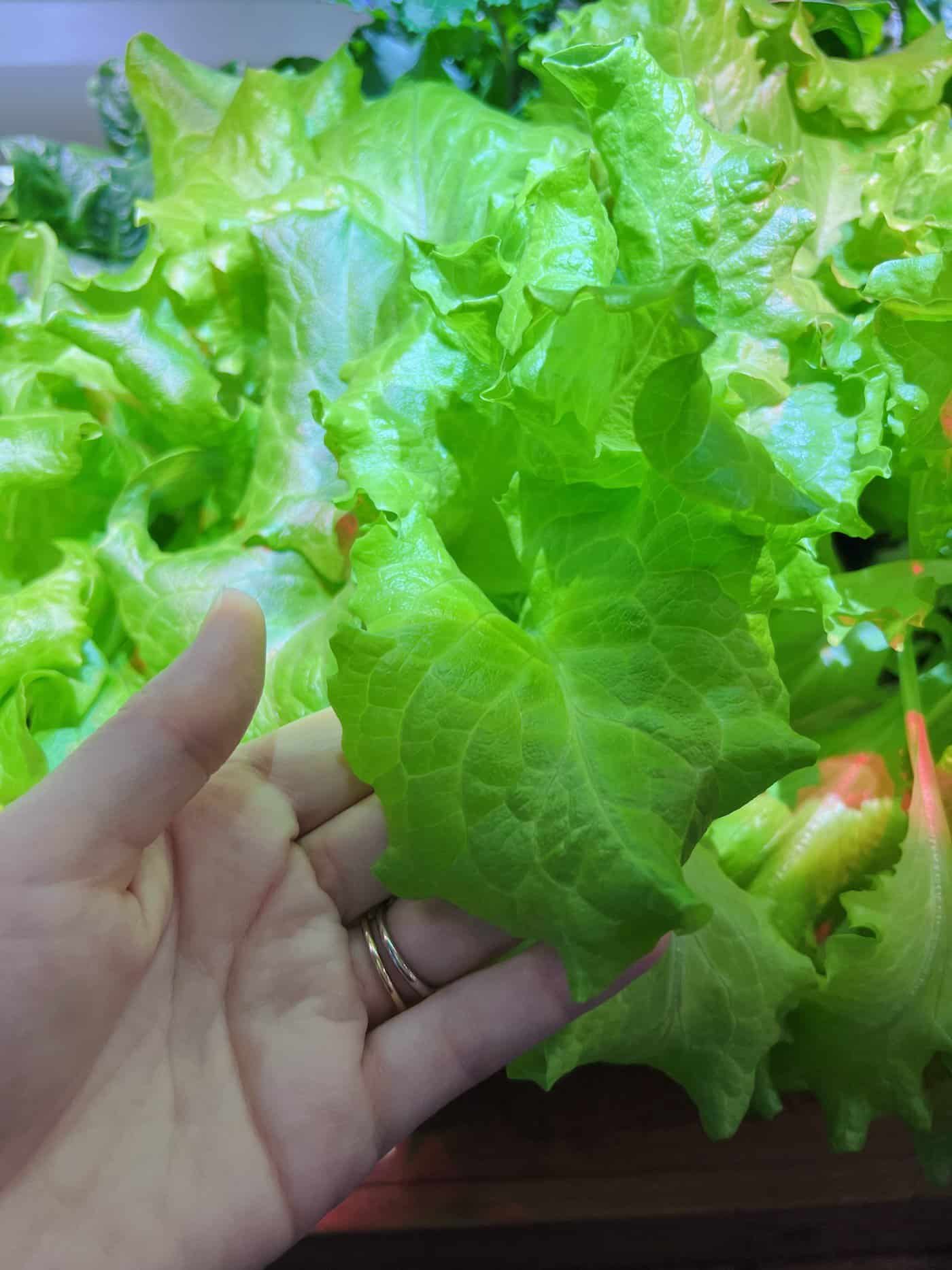 Lettuce growing indoors