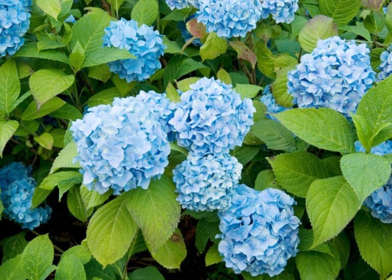 Light blue hydrangea shrub