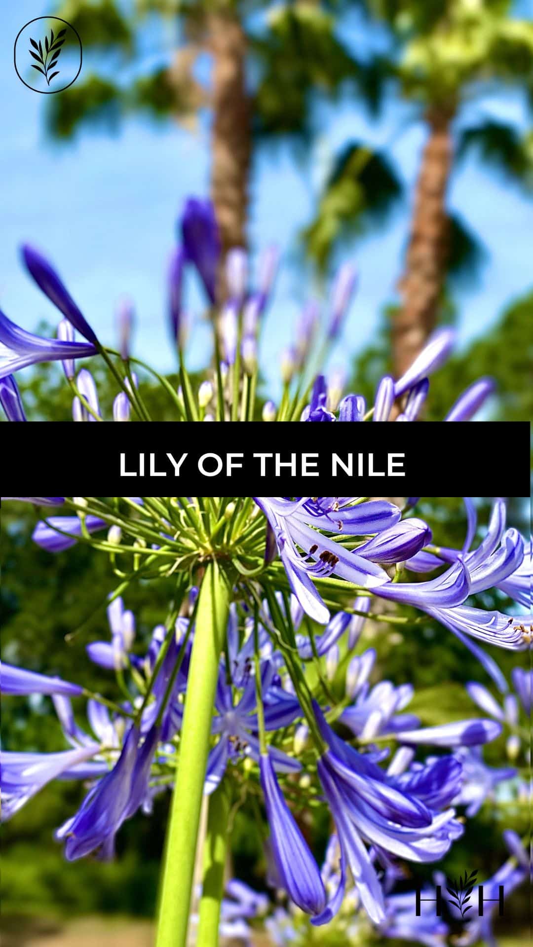 Lily of the nile via @home4theharvest