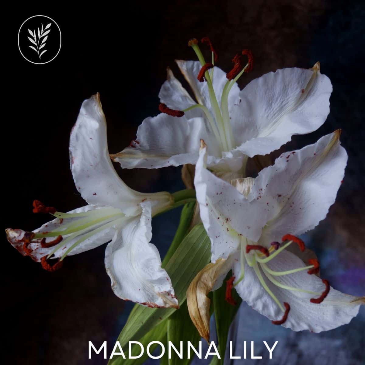 Madonna lily via @home4theharvest