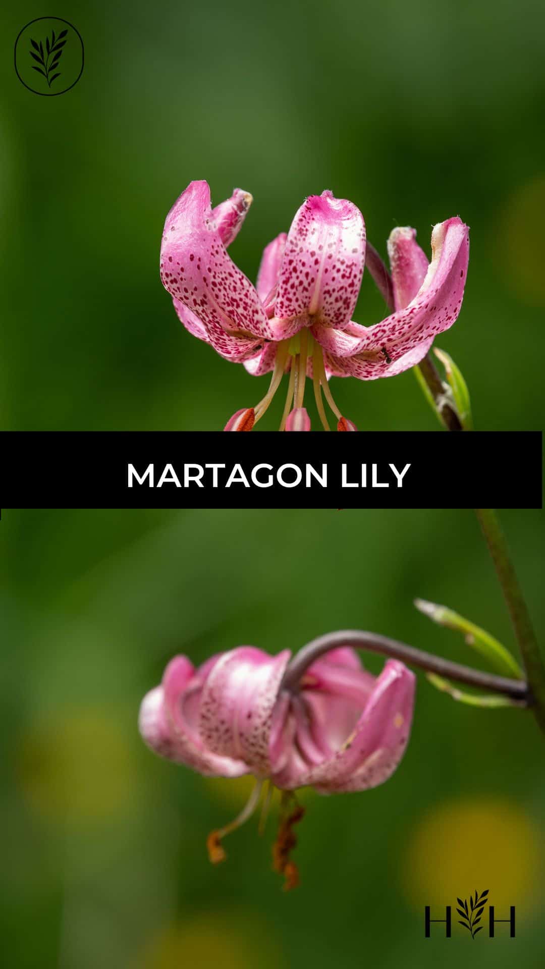 Martagon lily via @home4theharvest