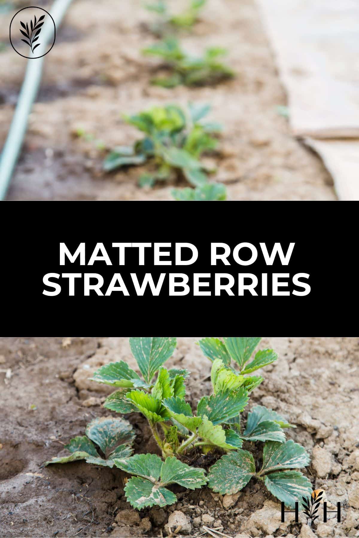 Matted row strawberries via @home4theharvest