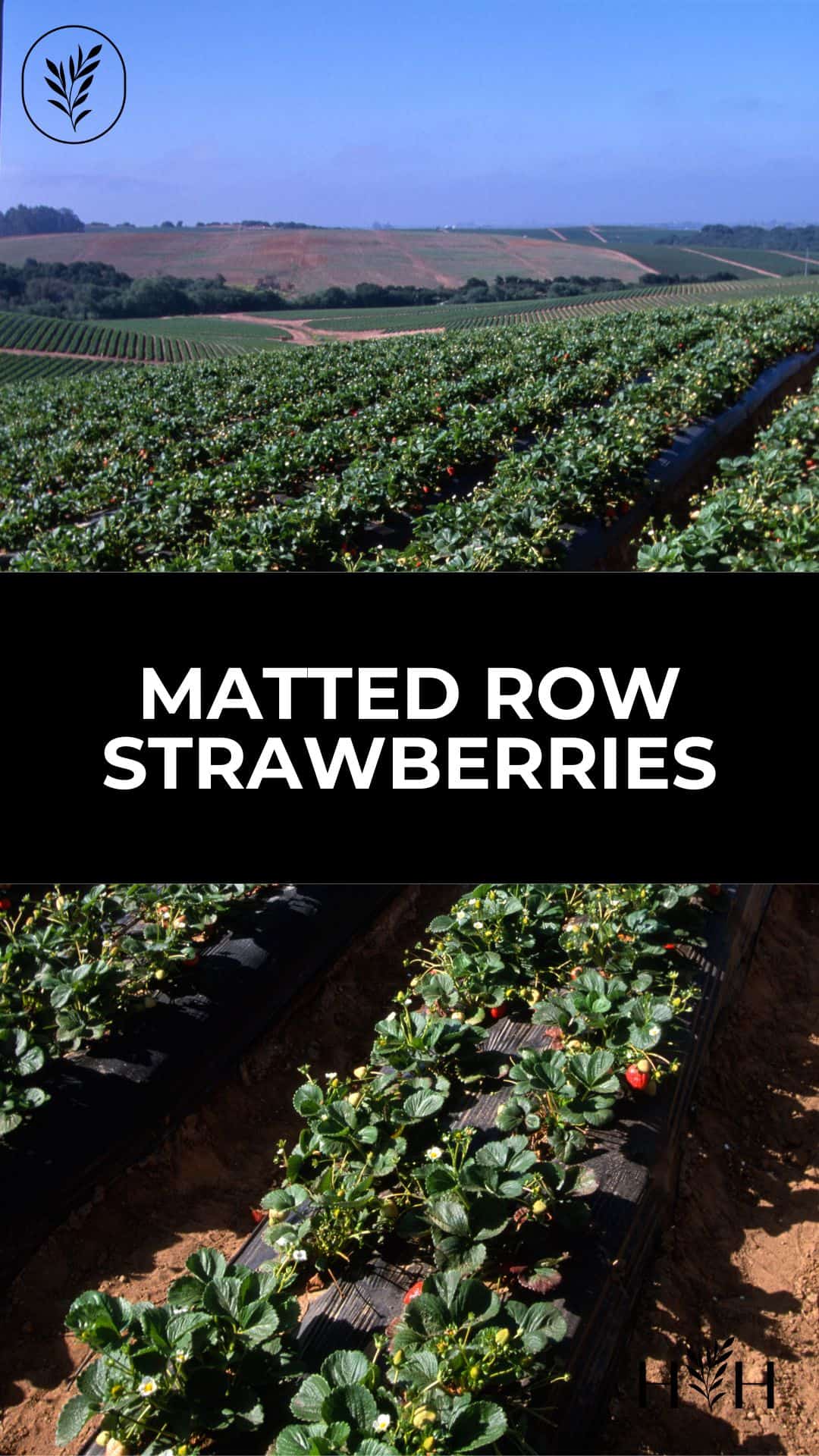 Matted row strawberries via @home4theharvest