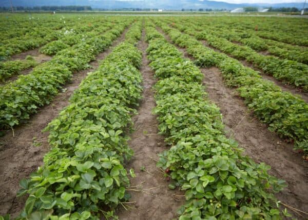 Matted row strawberries 🍓 🌿 A traditional method for abundant harvests