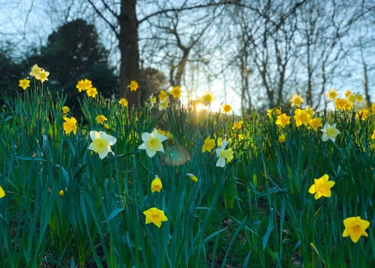 Naturalizing bulbs in your landscape 🌷 🌼 A gardener's guide