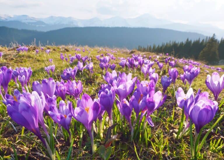Naturalizing bulbs - purple crocuses over meadow