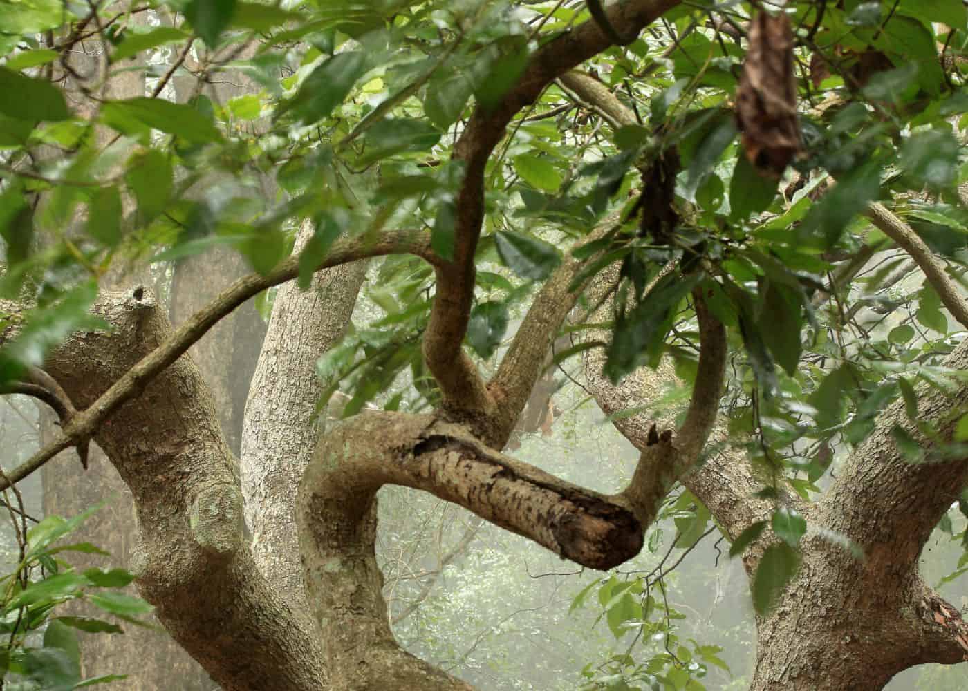 Old avocado tree
