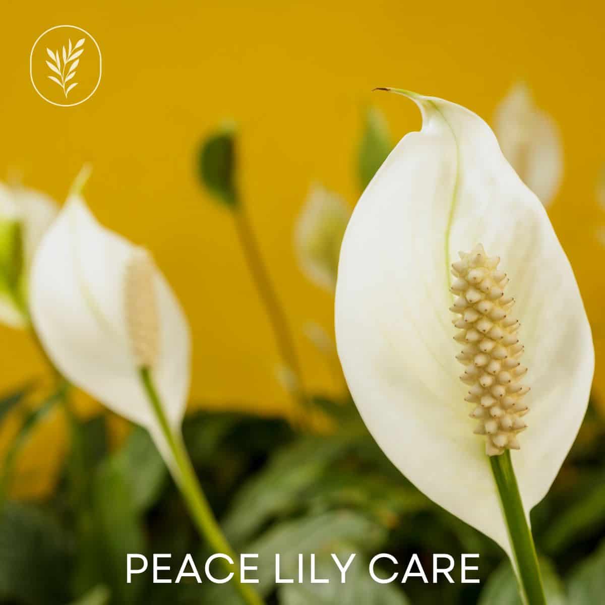 Peace lily care via @home4theharvest