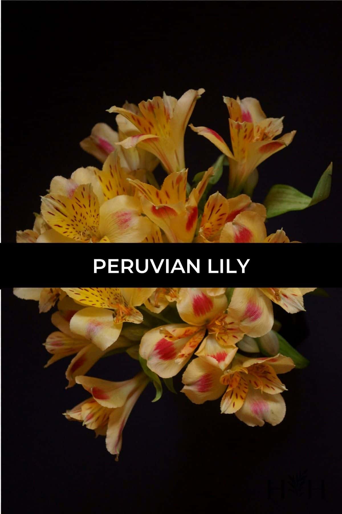 Peruvian lily via @home4theharvest