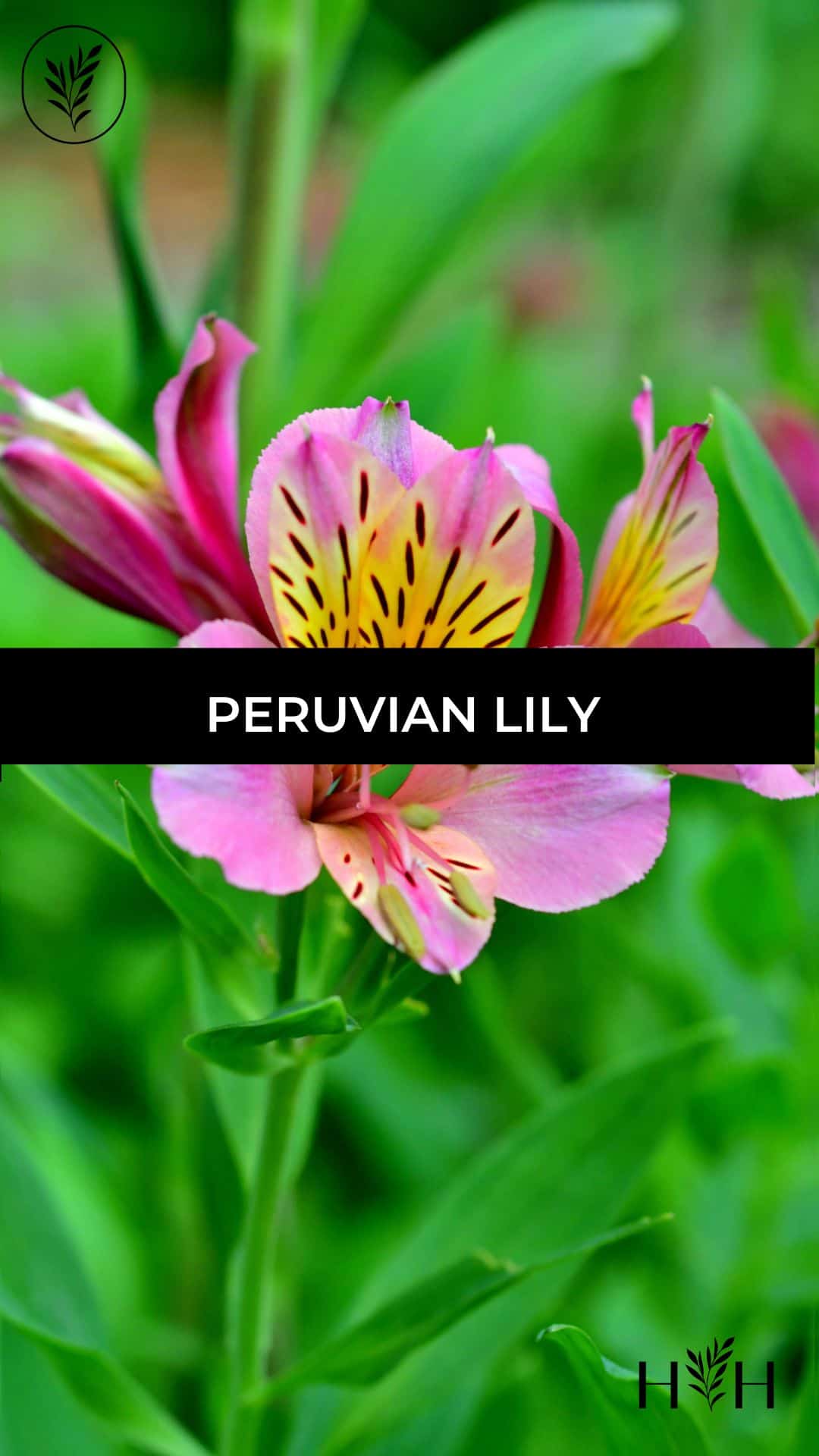 Peruvian lily via @home4theharvest