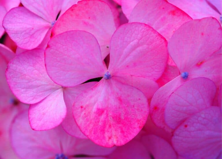 Pink hydrangea flower - how to make the blooms turn pink