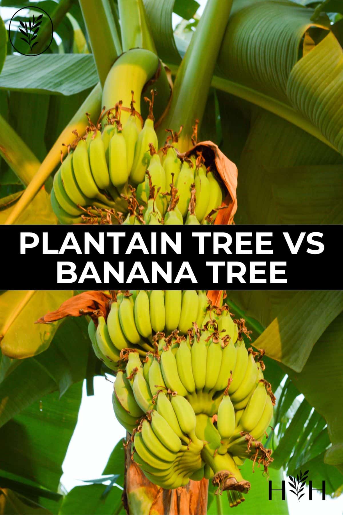 Plantain tree vs banana tree via @home4theharvest