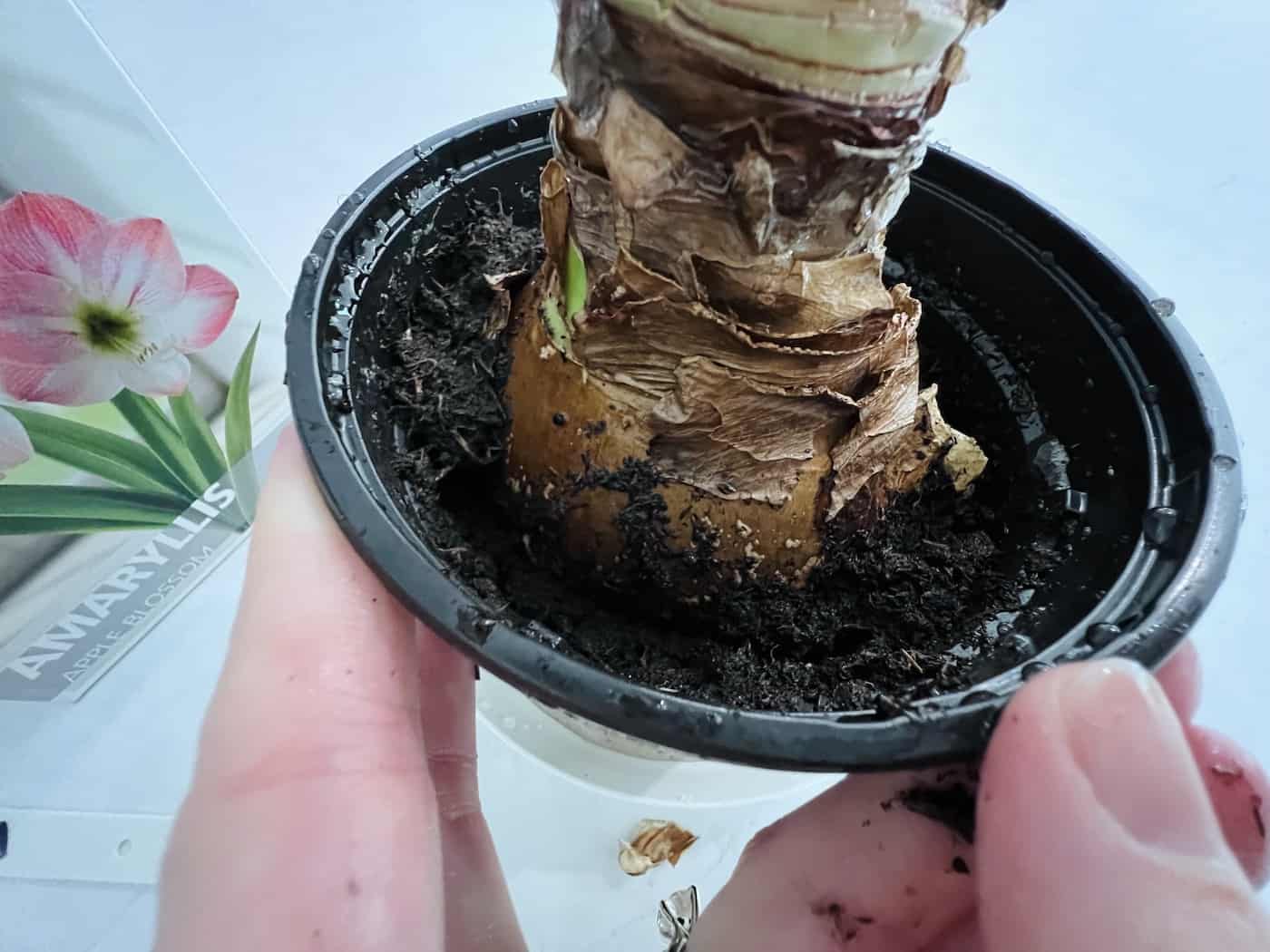 Planted amaryllis bulb