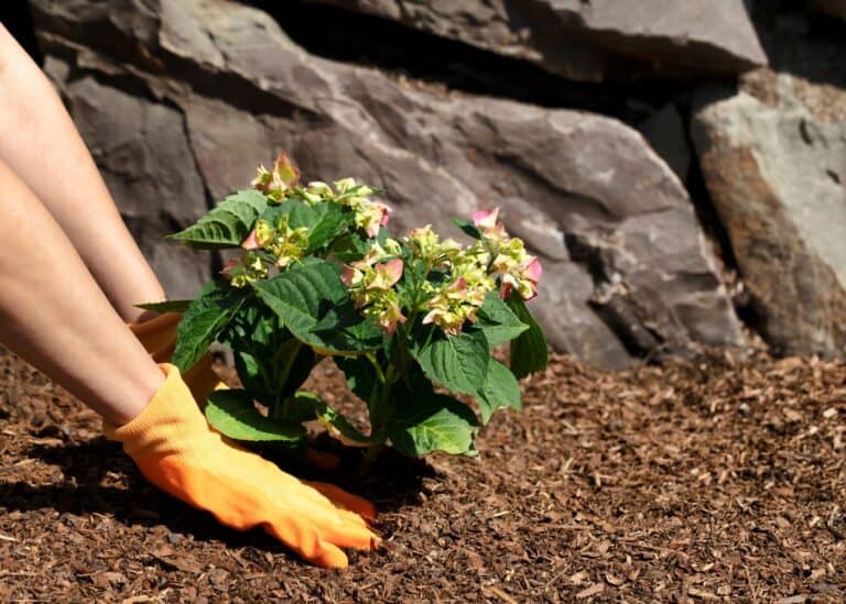 Planting a rooted hydrangea