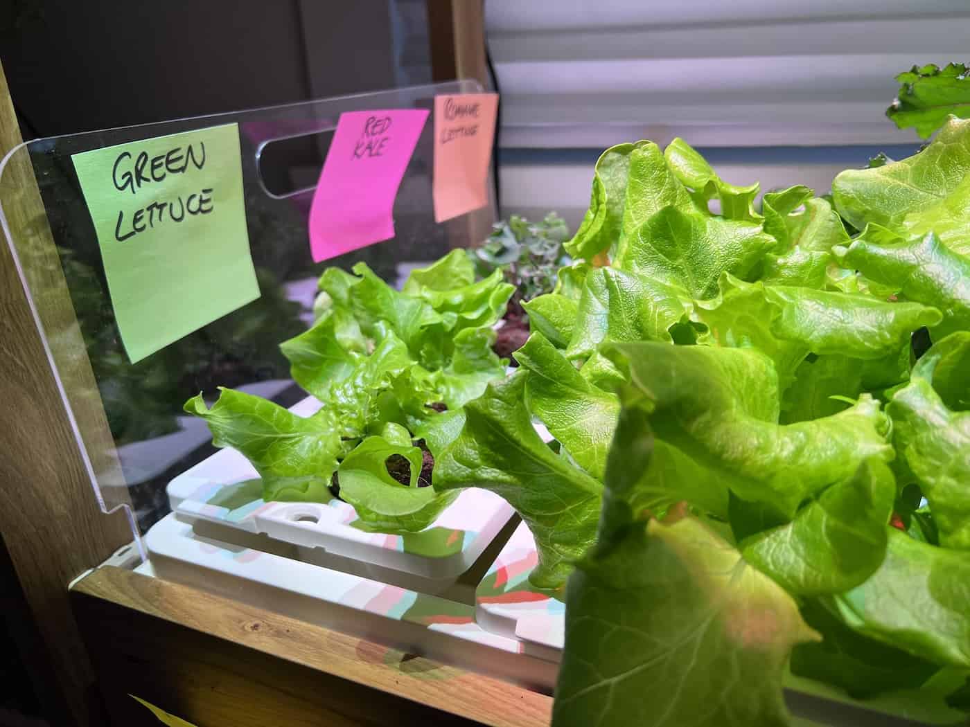 Planting click and grow lettuce each week