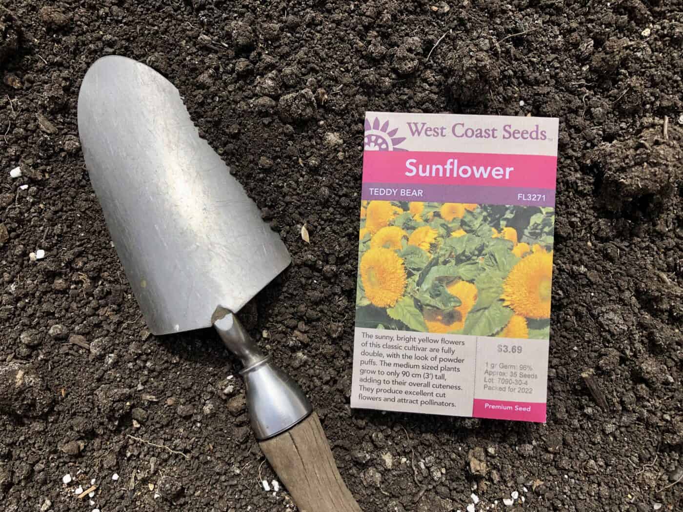 Planting sunflower seeds