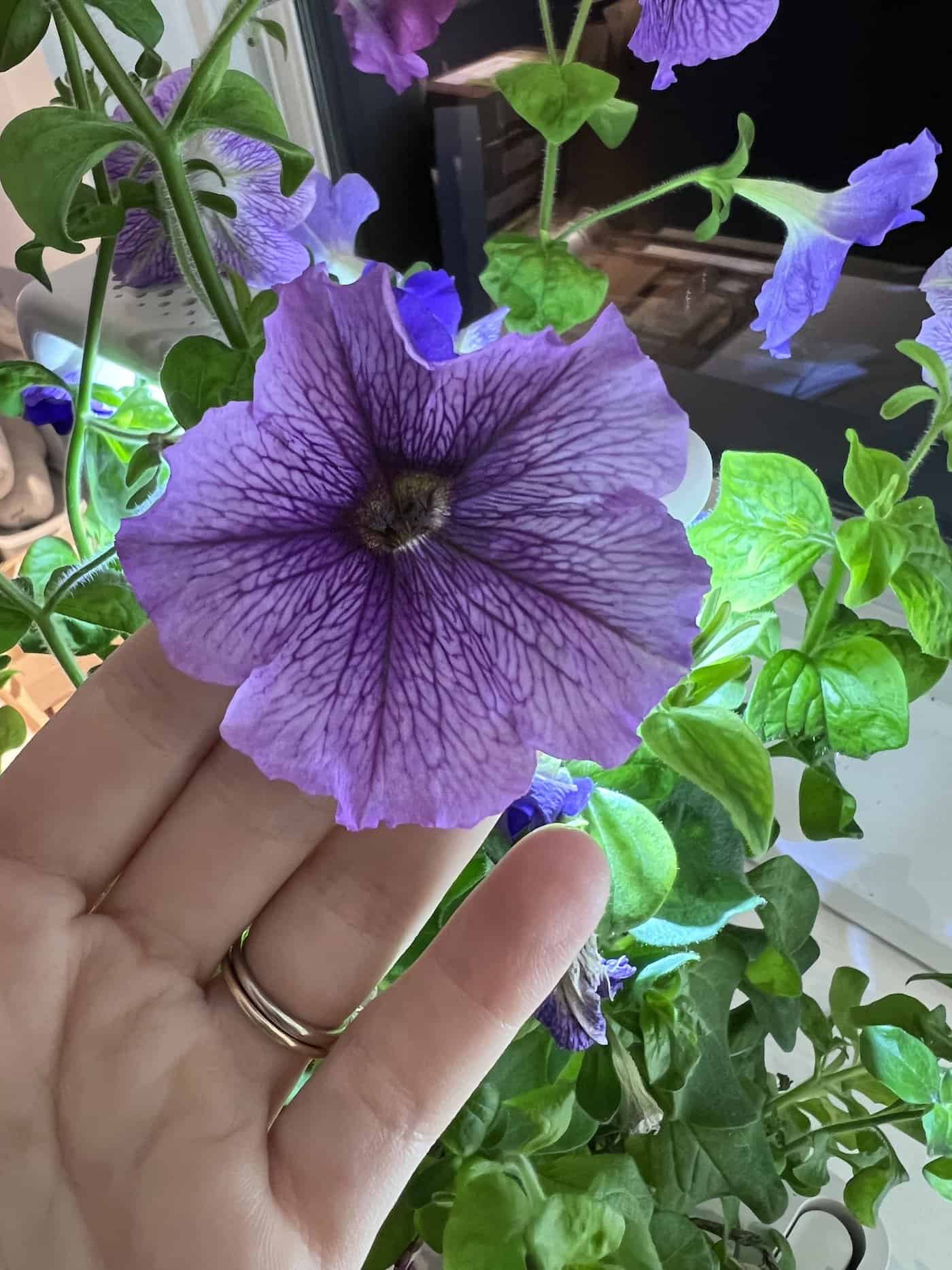 Click and Grow petunias 🌸 🌱 Simple steps to vibrant blooms indoors