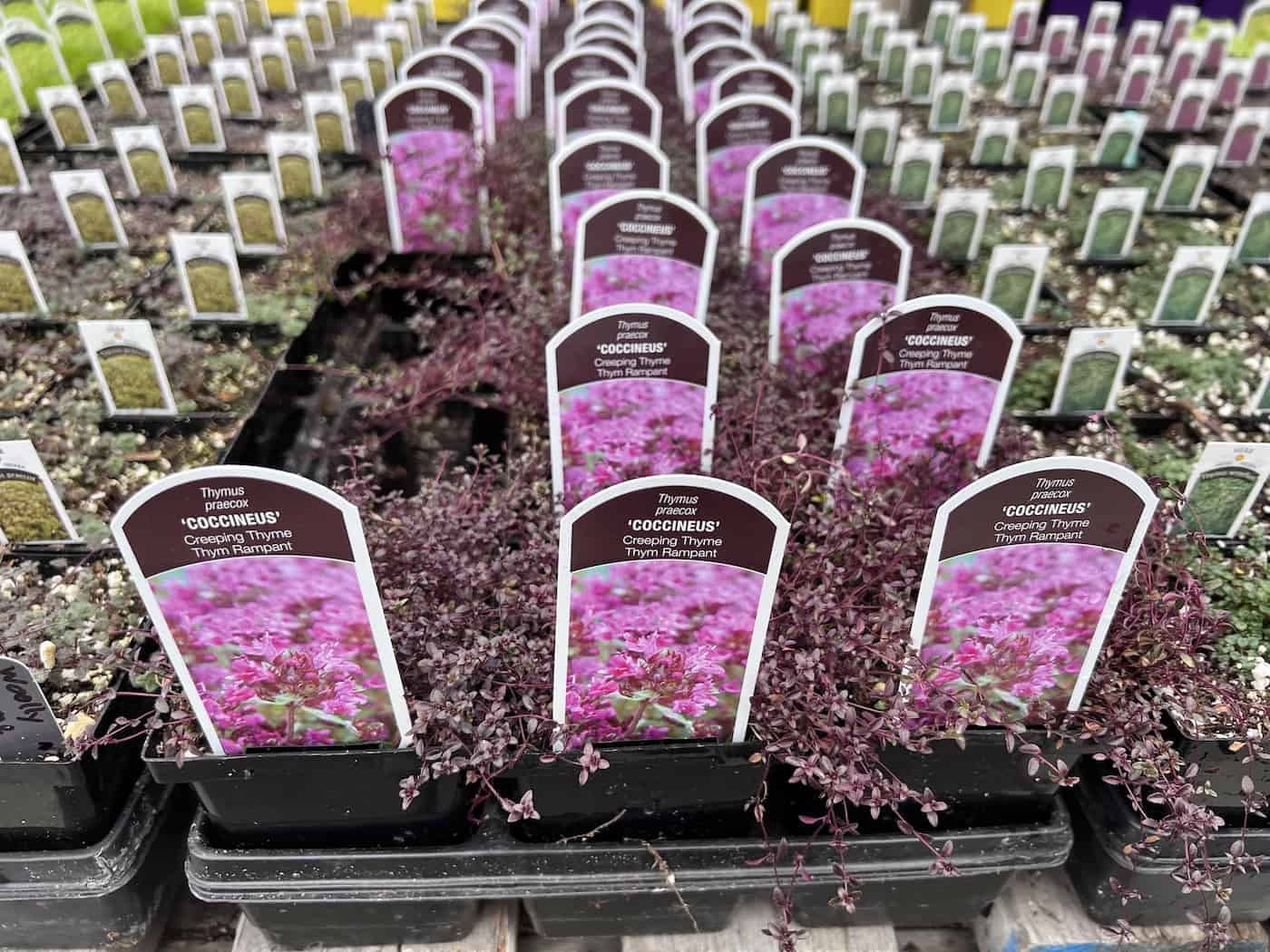 Red creeping thyme for sale at garden center
