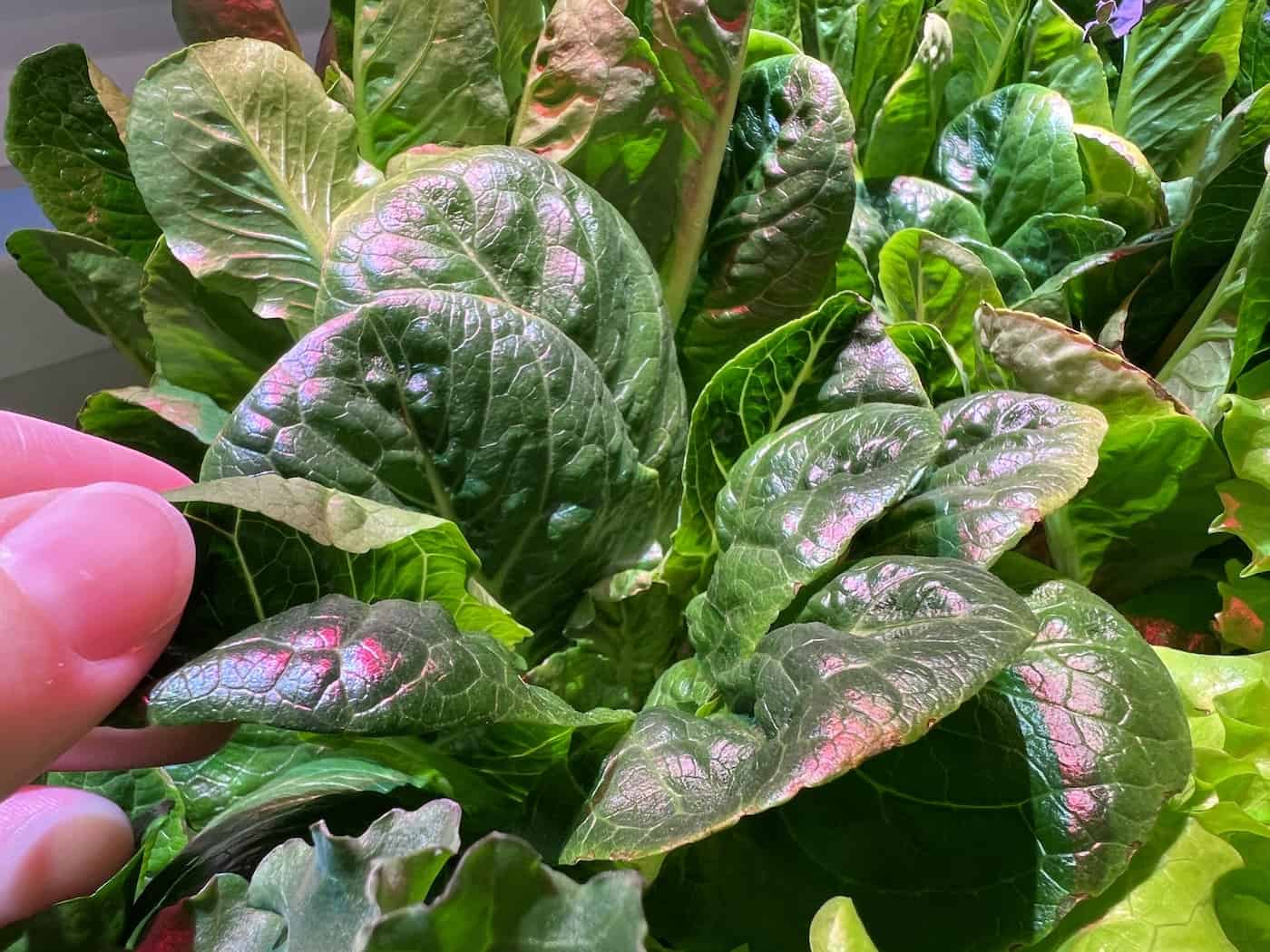 Romaine lettuce growing indoors