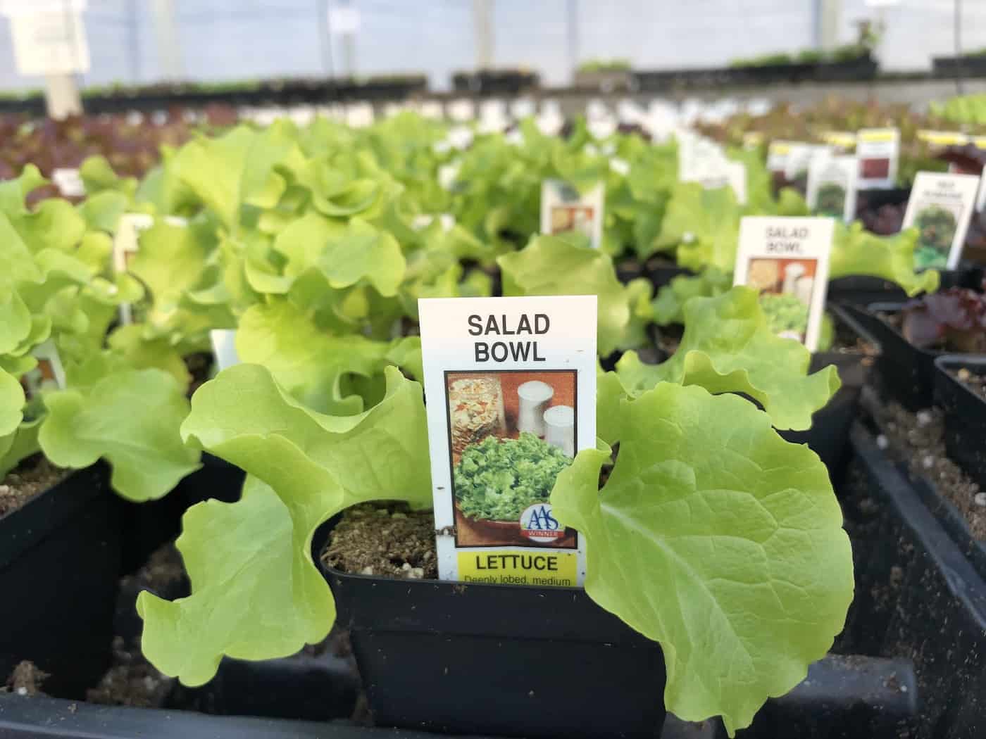 Seedling lettuce