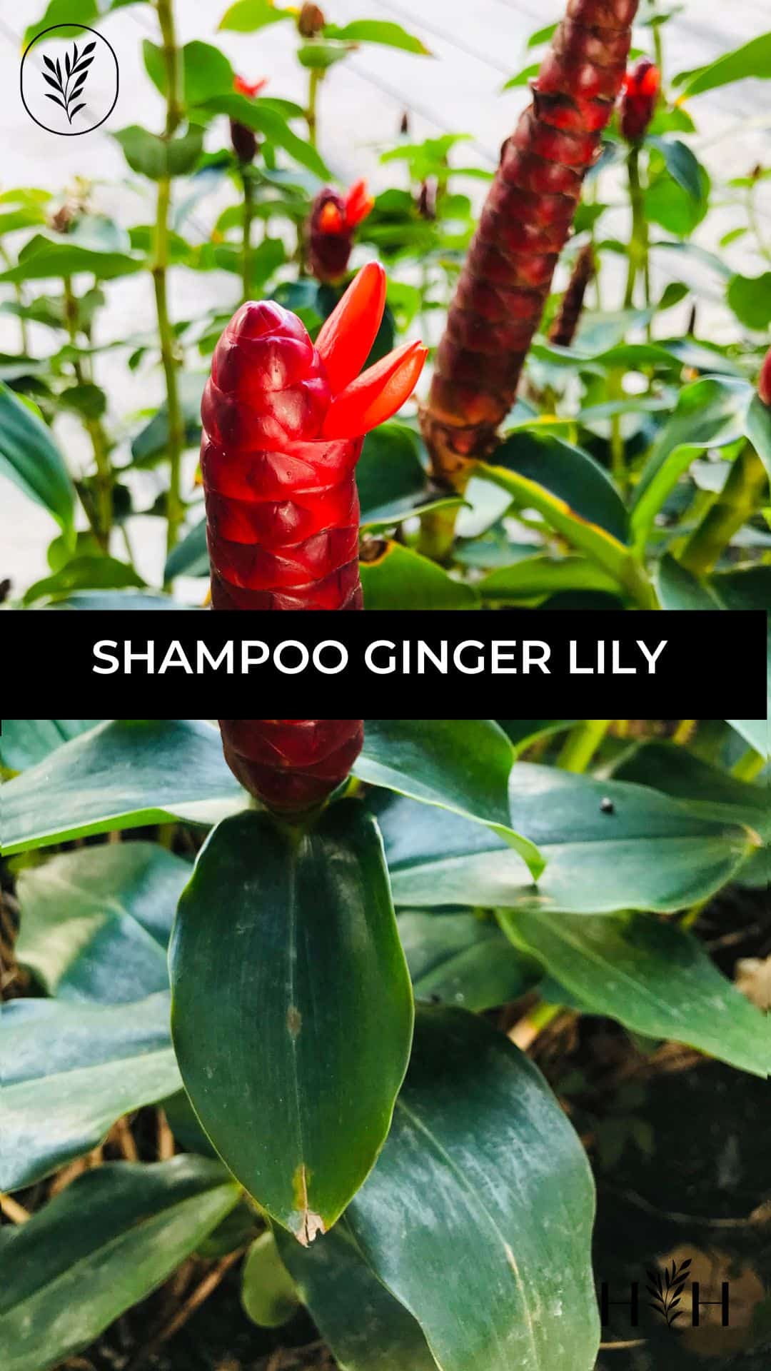 Shampoo ginger lily via @home4theharvest