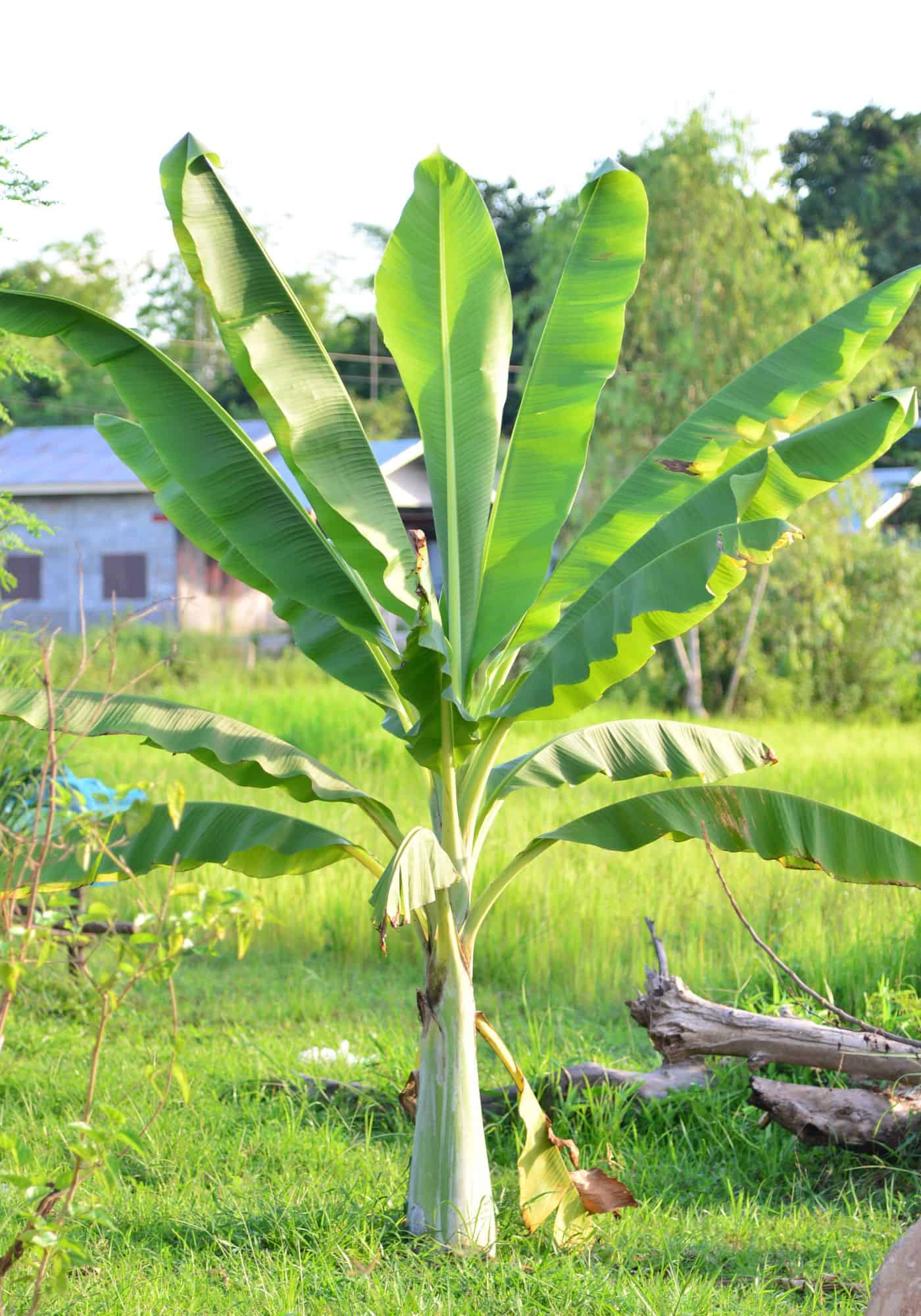 Single banana tree
