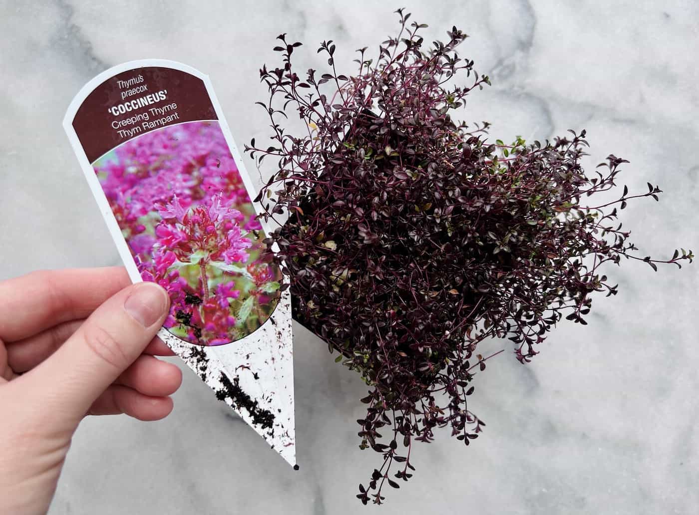 Tag for red creeping thyme - thymus praecox coccineus