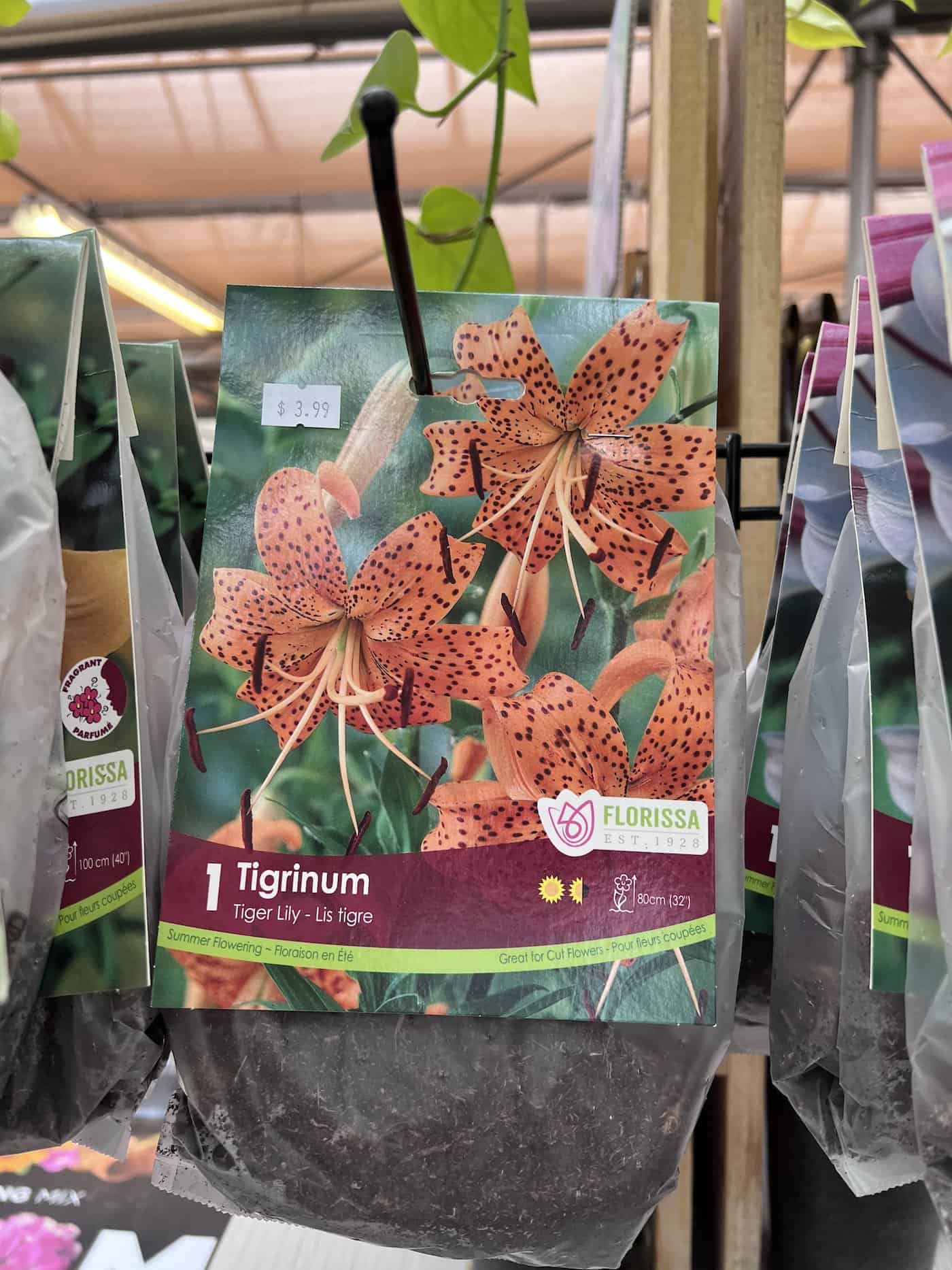 Tiger lily bulbs for sale
