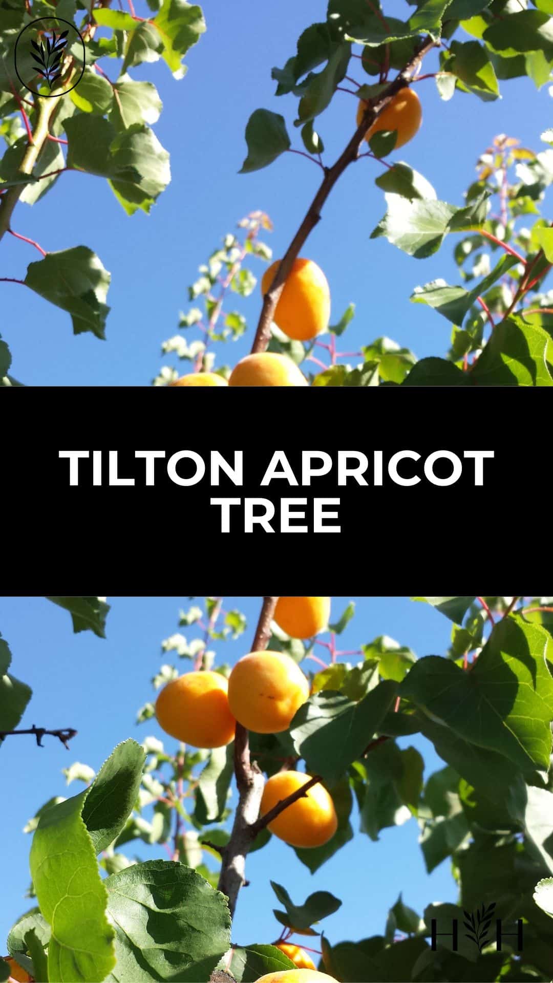 Tilton apricot tree via @home4theharvest