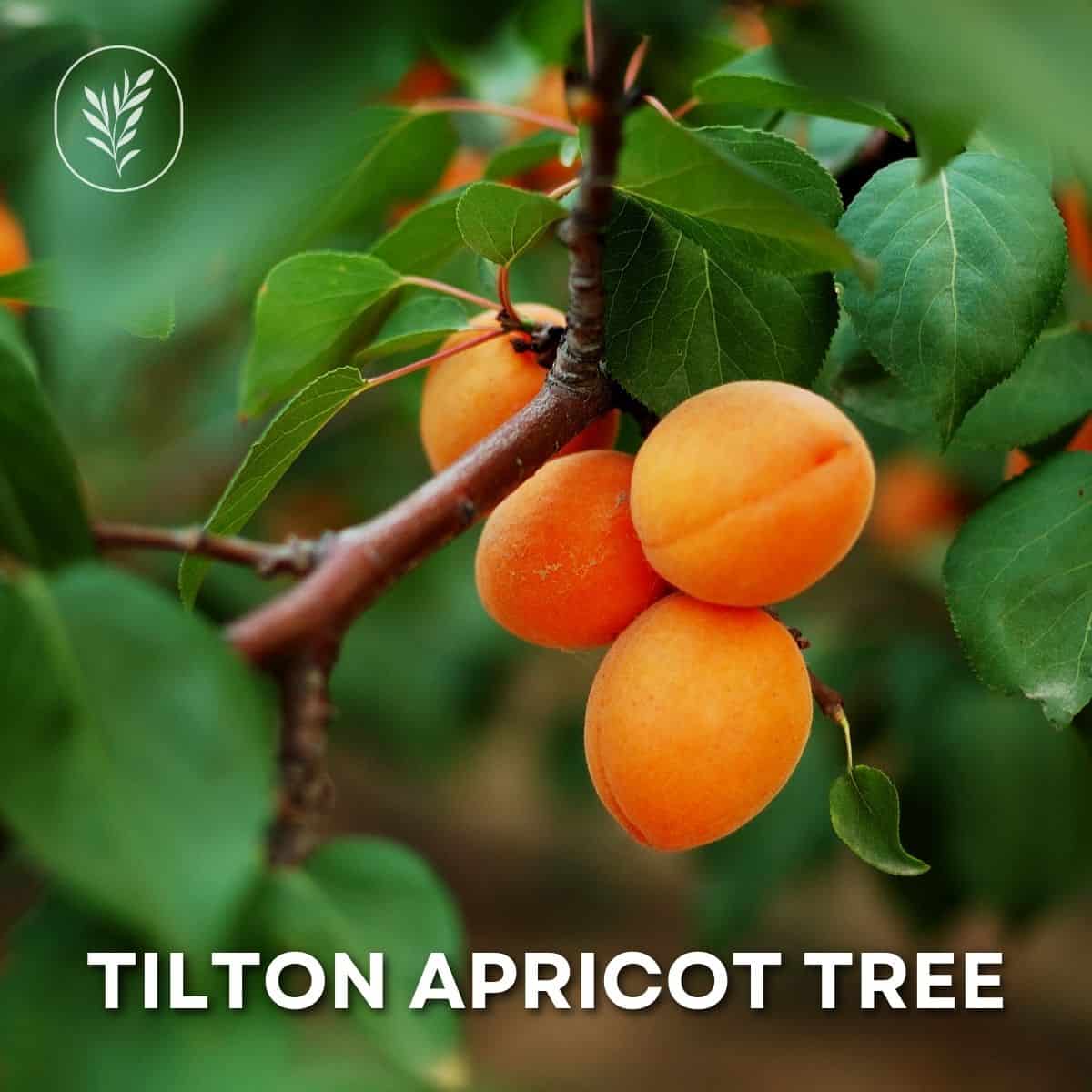 Tilton apricot tree via @home4theharvest