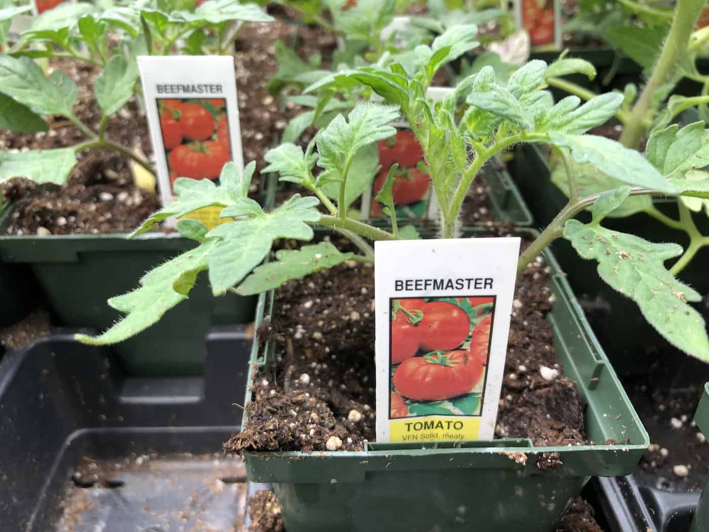 Tomato seedling plant