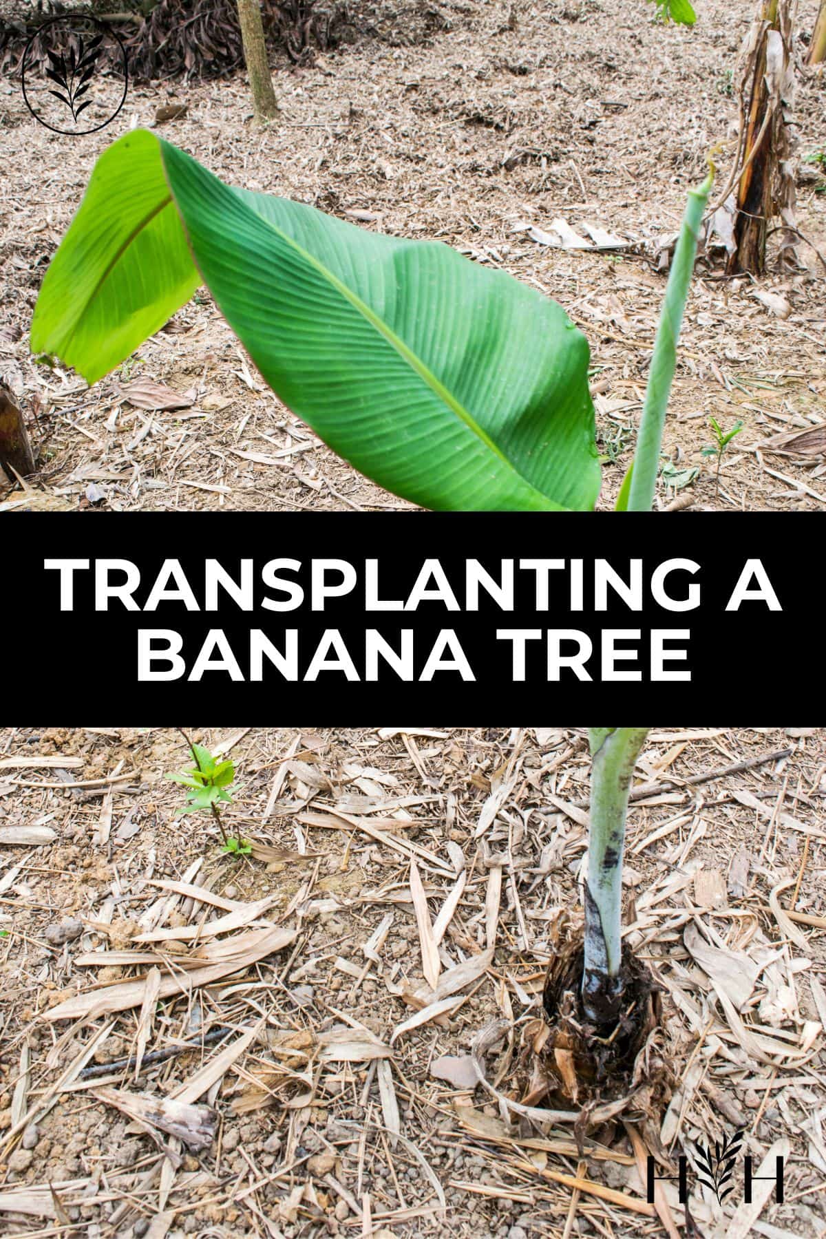 Transplanting a banana tree via @home4theharvest