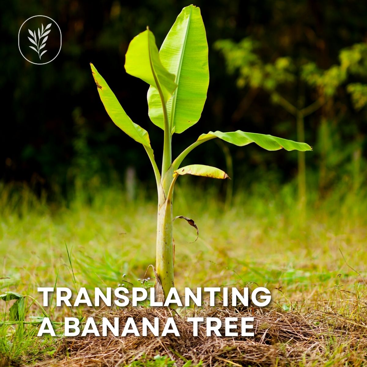 Transplanting a banana tree via @home4theharvest