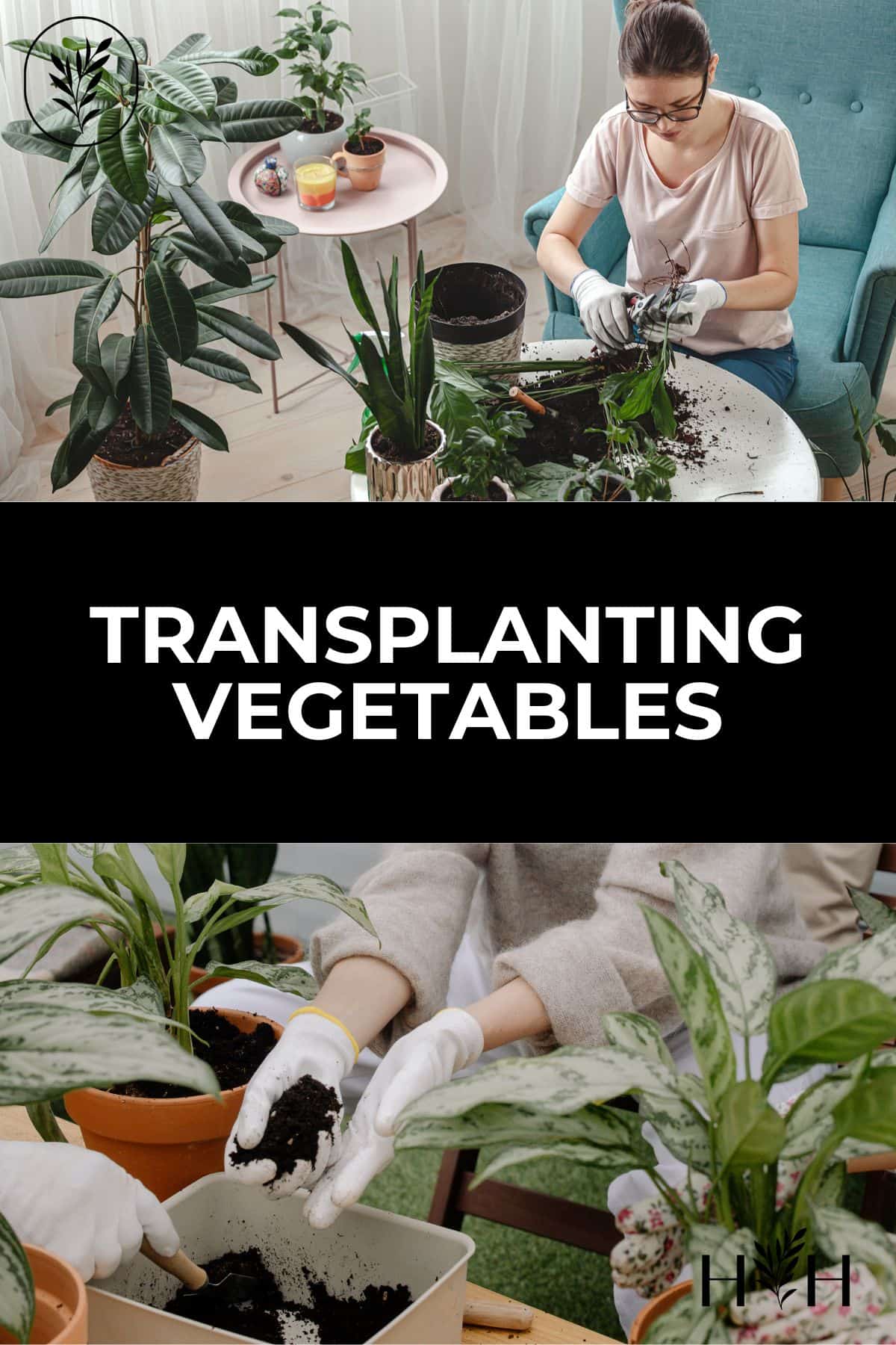 Transplanting vegetables via @home4theharvest
