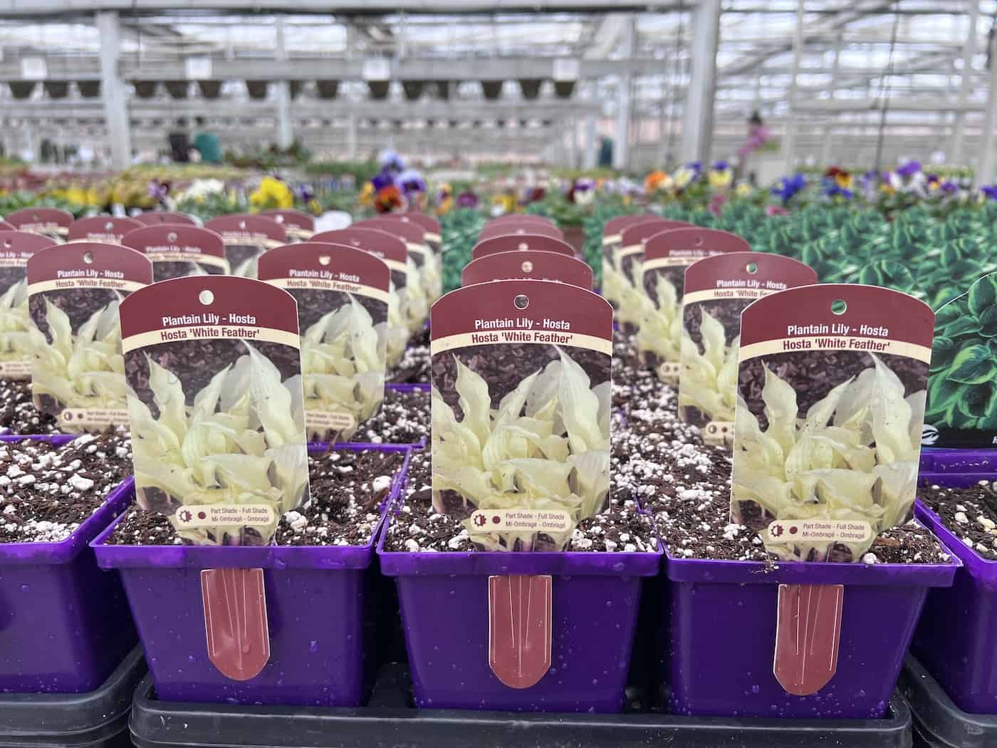 White feather hosta plants for sale in early spring