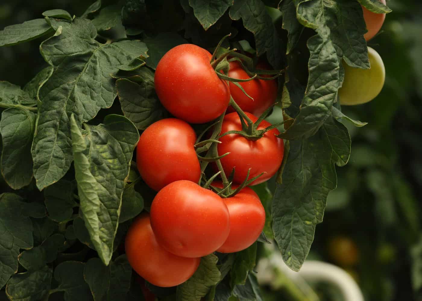 Why calcium is important for tomatoes (1)