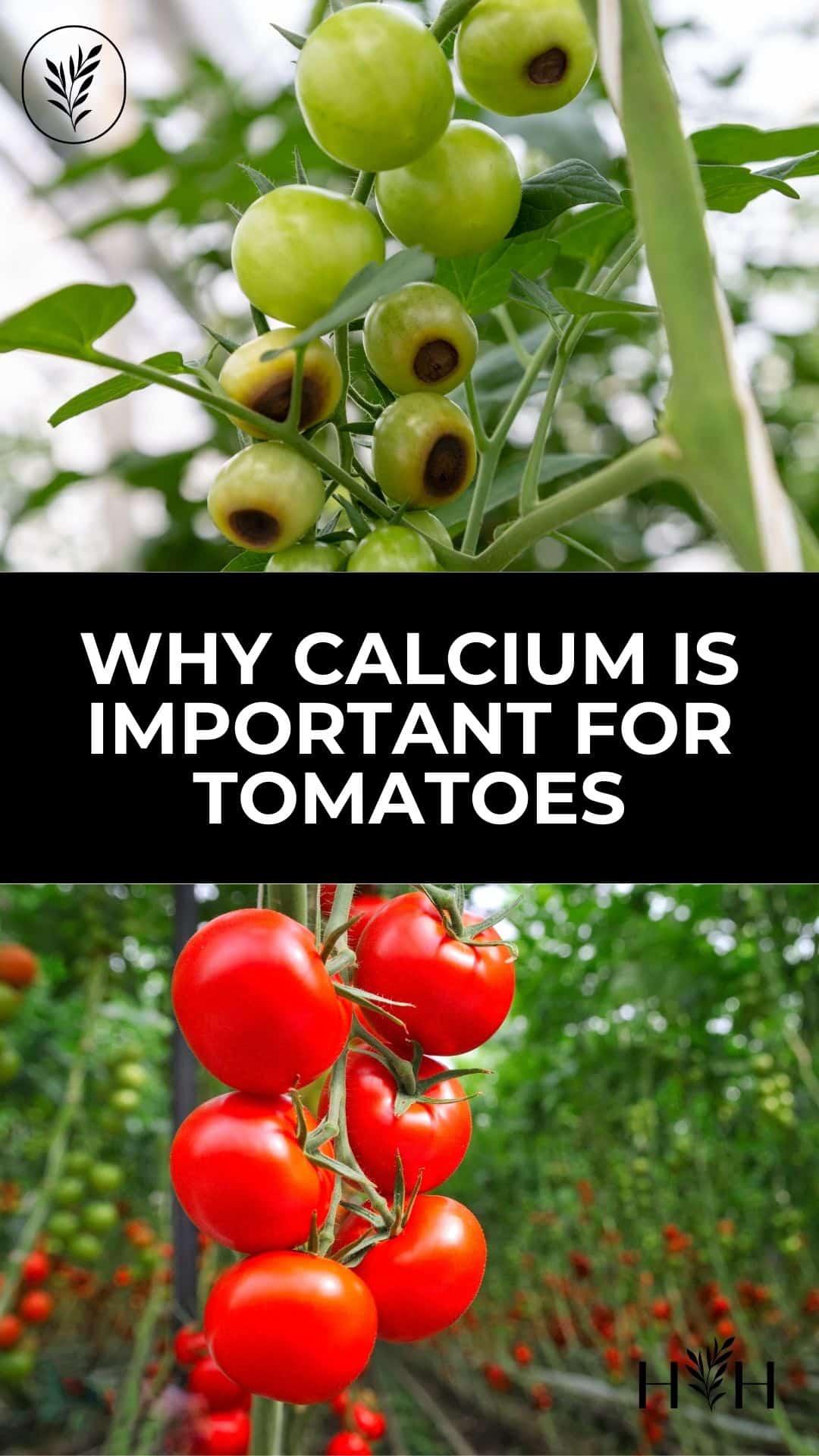 Why calcium is important for tomatoes via @home4theharvest