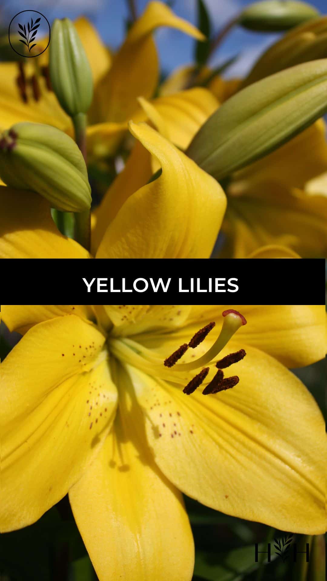 Yellow lilies via @home4theharvest