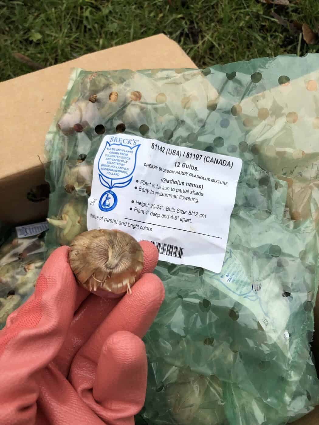 Gladiolus bulb to be planted