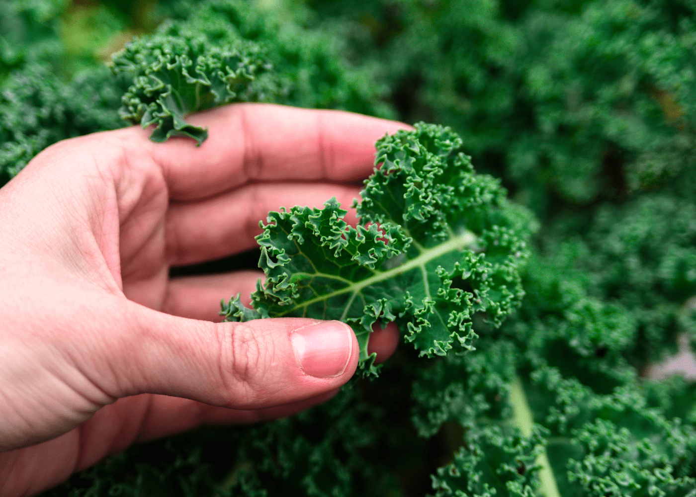 How to grow kale Home for the Harvest