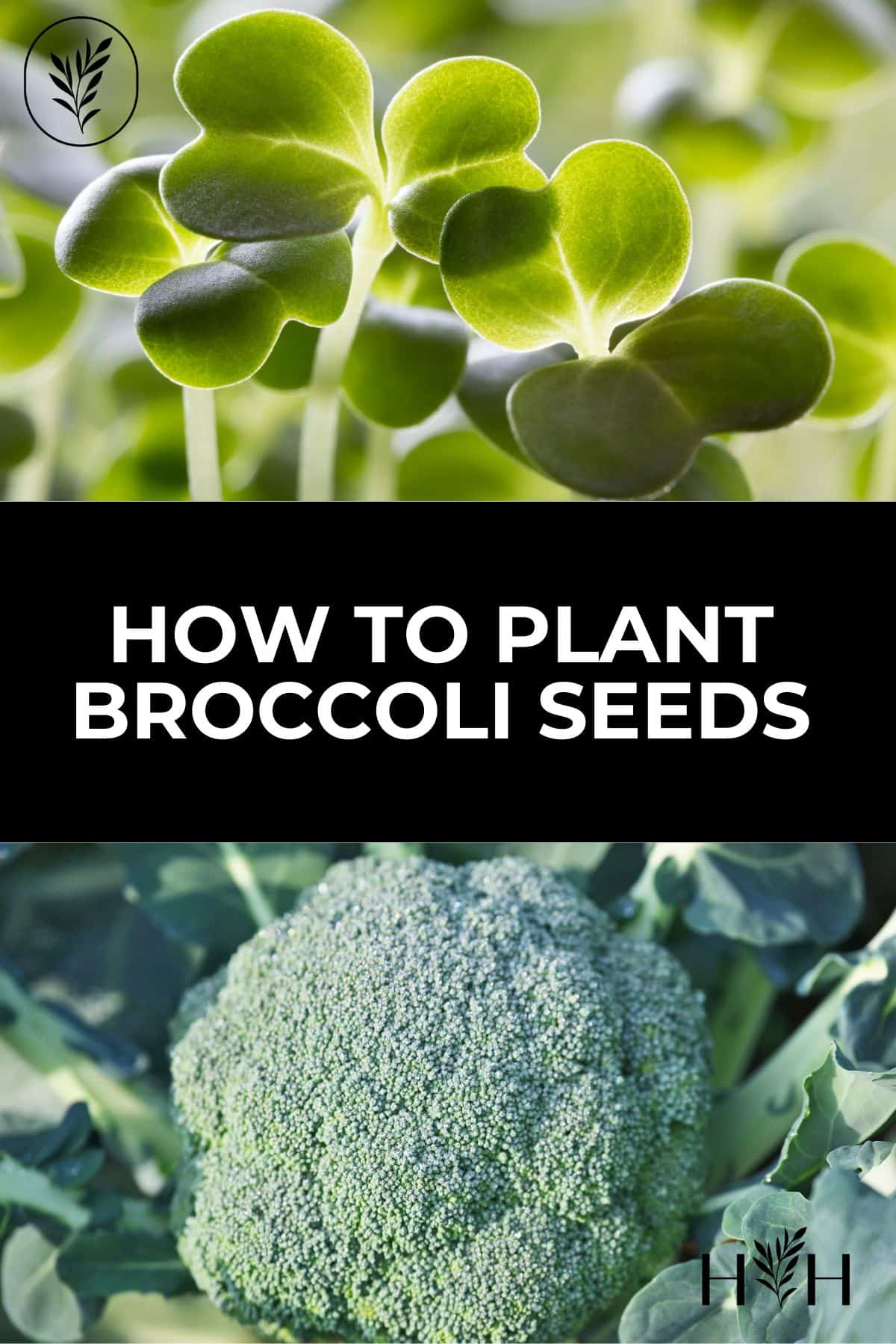 How to plant broccoli seeds via @home4theharvest